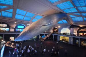 American Museum of Natural History - New York City - Ausstellung: Meerestiere mit einem riesigen Blauwal