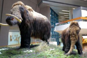 Museum am Löwentor - Stuttgart - Ausstellung: Lebensgroße Rekonstruktion einer Wollhaarmammut-Familie im eiszeitlichen Ausstellungsbereich