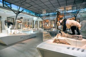 Schloss Rosenstein - Stuttgart - Evolutionssaal: Moderne Glasvitrinen mit Tierpräparaten wie Panda und Panther zur Vielfalt der Arten